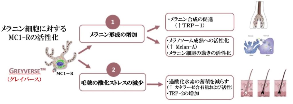 グレイバースの作用